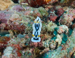 BD-080408-Bunaken-4081559-Chromodoris-dianae.-Gosliner---Behrens.-1998-[Diana's-chromodoris].jpg